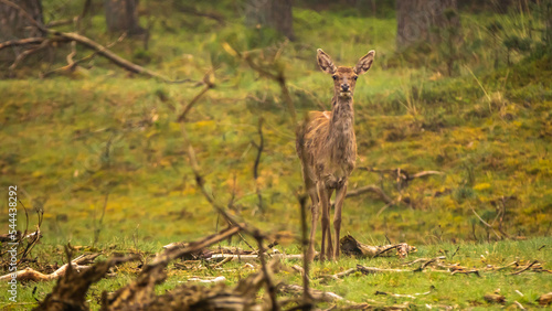 a deer in the forest photo