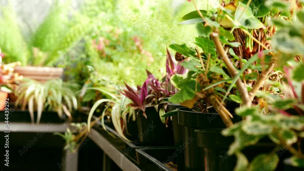 Tall grass and plants grow in fertile greenhouse Tall grass and plants grow in fertile greenhouse