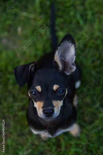 Chihuahua is sitting in the grass. He is really good boy in sunset light