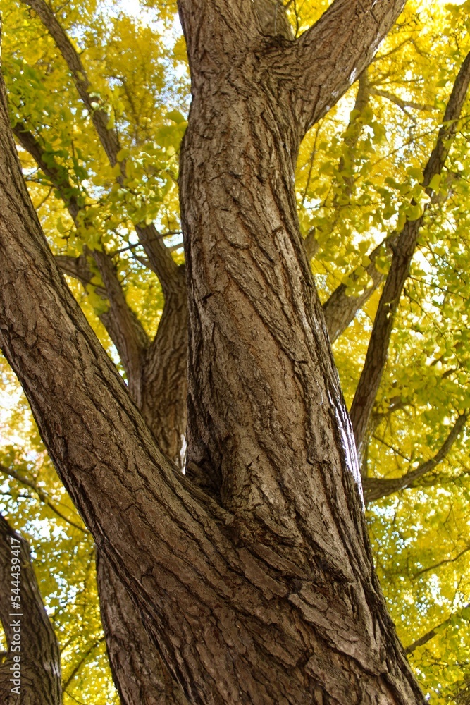 Fototapeta premium Fall Tree at Purdue University