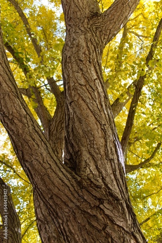 Fall Tree at Purdue University