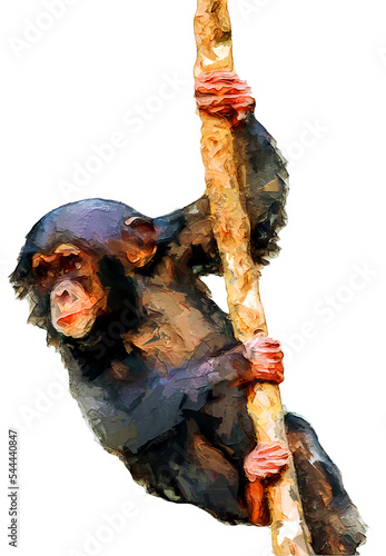  PNG illustration with a transparent background digital portrait painting of a cute baby chimpanzee swinging on a vine
