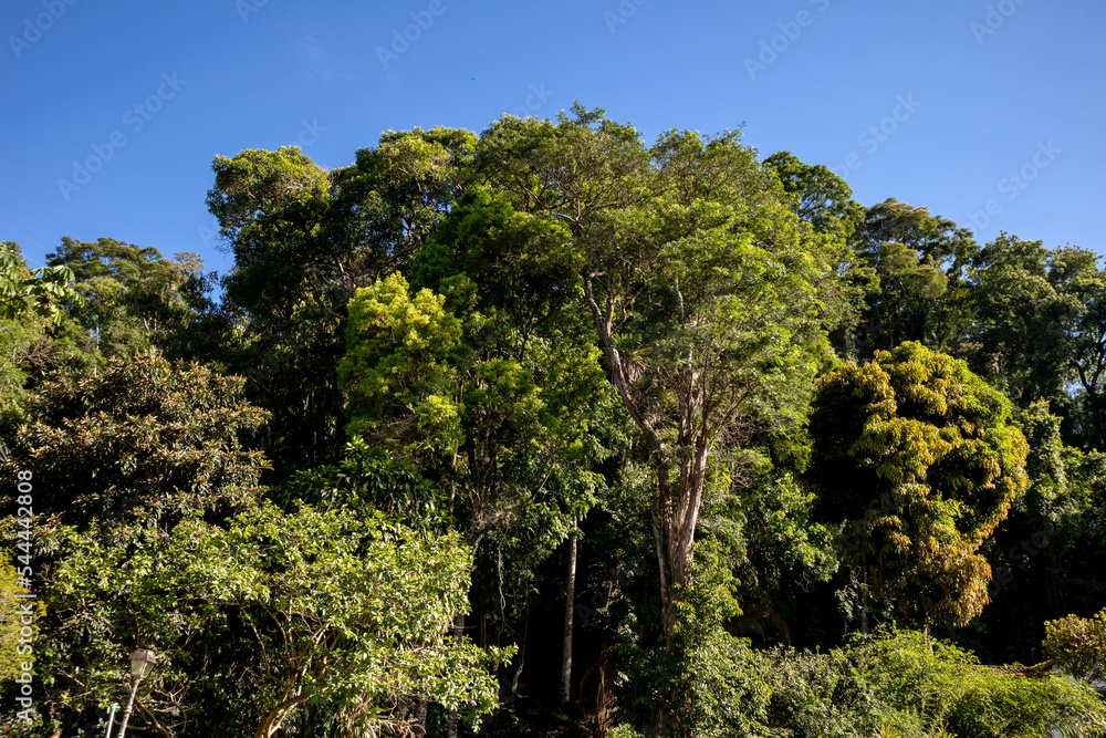 Atlantic forest and rainforest. Row of trees and bushes. Blue sky background. Itaipava, Rio de Janeiro, Brazil Atlantic forest and rainforest. Row of trees and bushes. Blue sky background. Itaipava, Rio de Janeiro, Brazil