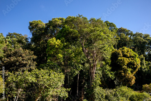 Atlantic forest and rainforest. Row of trees and bushes. Blue sky background. Itaipava, Rio de Janeiro, Brazil