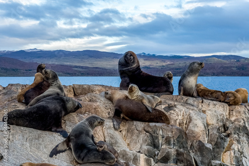 Sea lions of Tierra del Fuego. Province in Argentina. Nature of South America