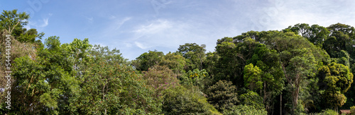 Atlantic forest and rainforest. Row of trees and bushes. Blue sky background. Itaipava, Rio de Janeiro, Brazil