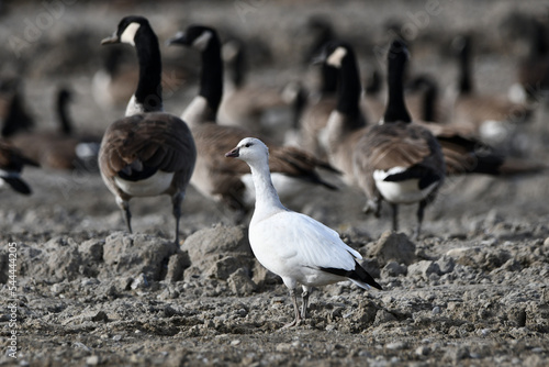 Cute rare juvenile Ross's goose rests in with a flock of Canada Geese at a construction site during its migration south from the Arctic	 photo