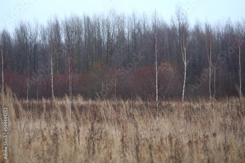 autumn birch forest without leaves landscape