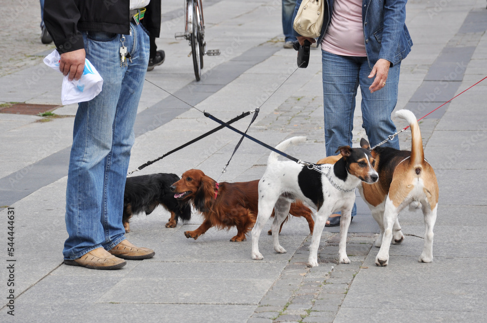 Obraz na plátně Four little dogs meet on the street on a leash