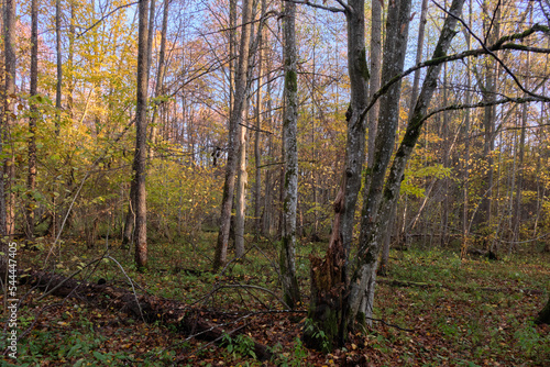 Autumnal misty sunny in forest