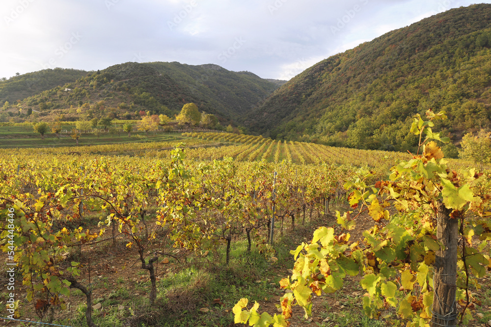 France. Ardèche region: yellow leaves of autumn vineyard at sunset