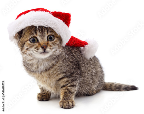 Kitten in Christmas hat. © voren1