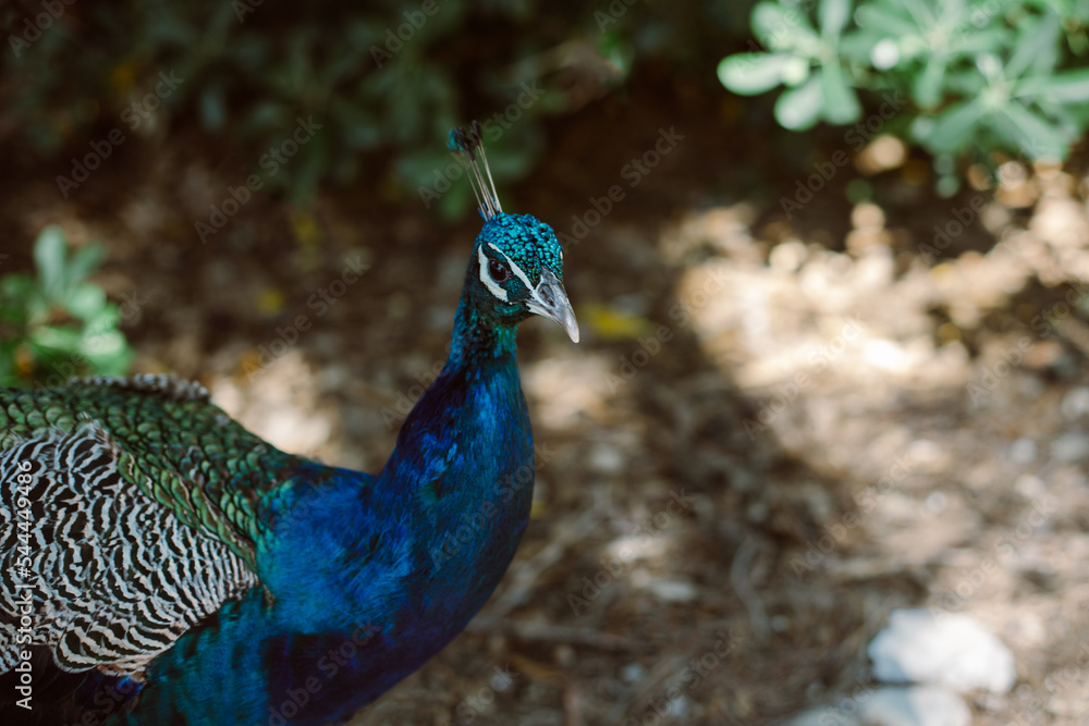 Obraz premium Beautiful peacock on a Lokrum iceland on a sunny day.