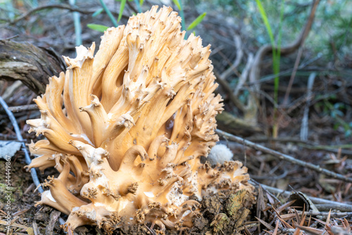 Edible fungus grows in forests, Central Europe, ramaria botrytis