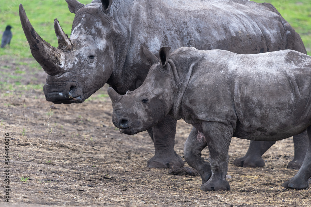 Close up of an adult Southern white rhonoceros (ceratotherium simum simum) with a calf Close up of an adult Southern white rhonoceros (ceratotherium simum simum) with a calf