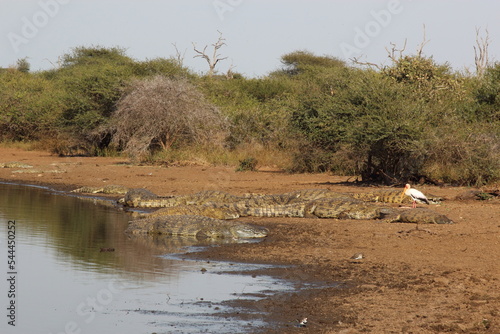 Nilkrokodil und Nimmersatt / Nile crocodile and Yellow-billed stork / Crocodylus niloticus et Mycteria ibis