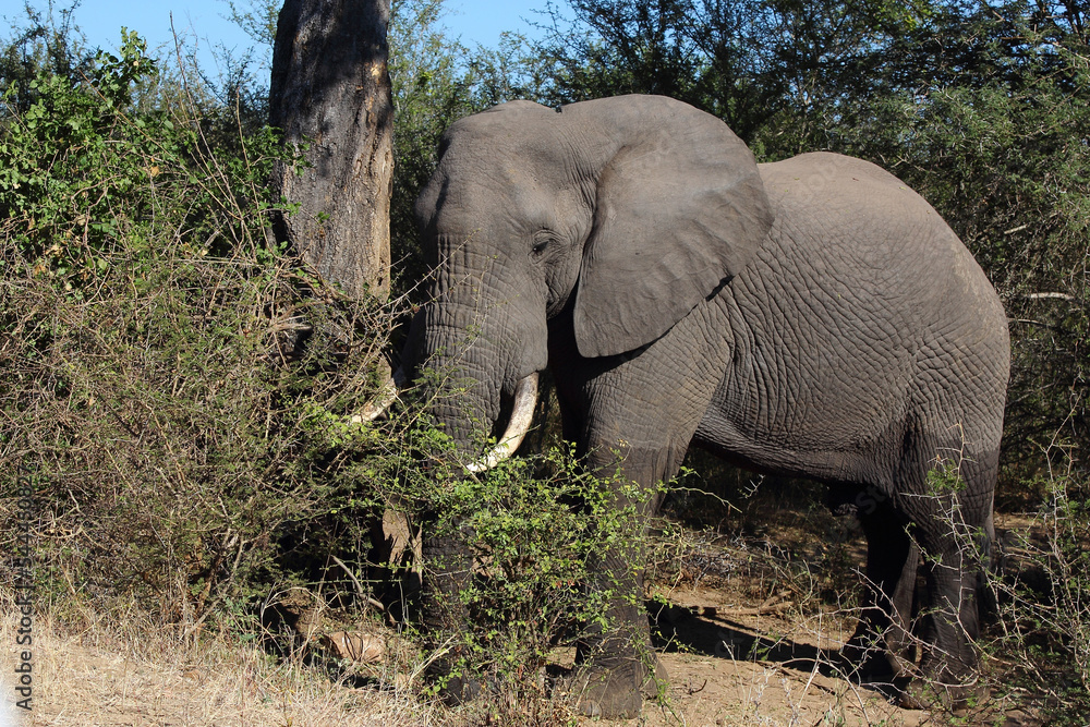 Obraz premium Afrikanischer Elefant / African elephant / Loxodonta africana