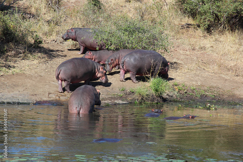 Flu  pferd am Sweni River   Hippopotamus at Sweni River   Hippopotamus amphibius