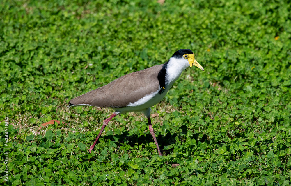 Naklejka premium Australian Masked Lapwing ( Vanellus miles)