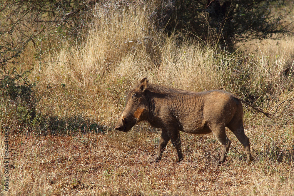 Warzenschwein / Warthog / Phacochoerus africanus Warzenschwein / Warthog / Phacochoerus africanus