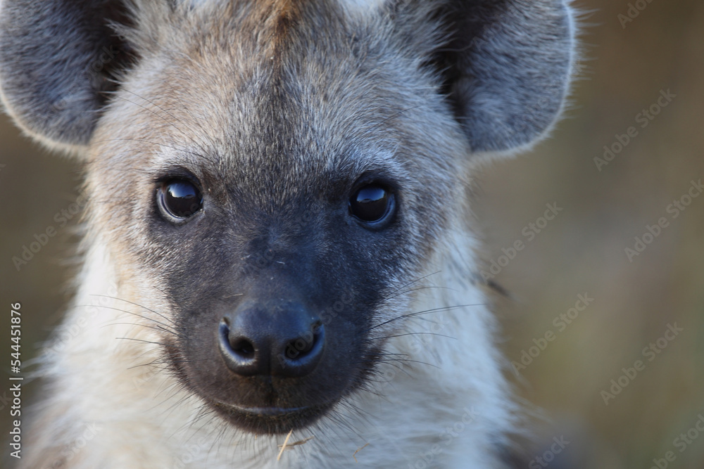 Tüpfelhyäne / Spotted hyaena / Crocuta crocuta... Tüpfelhyäne / Spotted hyaena / Crocuta crocuta...