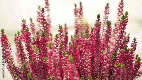 pink heather in the close up view, shallow depth of field