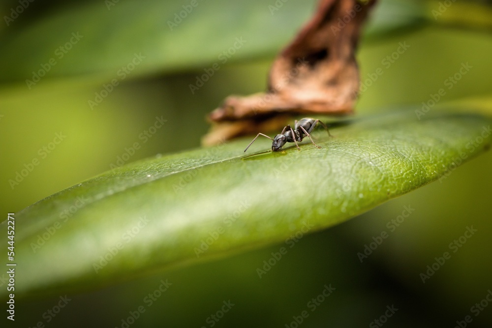 ant and a drop of water on a green leaf