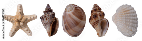 Various snail shells on an isolated background.