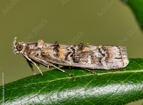 Southern Pineconeworm Moth (Dioryctria amatella) roosting on an oak leaf, macro side view. Species is found in the Southern USA and is considered a pest to pine orchard crops. photo