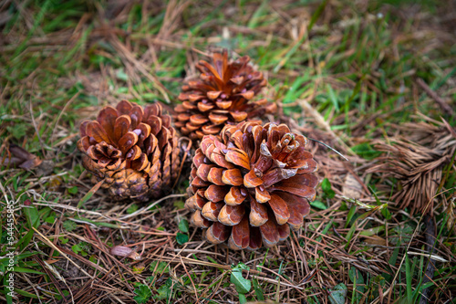 Close up view of pine cones lying on the grass.A conifer cone is a seed-bearing organ on gymnosperm plants. It is usually woody, ovoid to globular, including scales and bracts arranged around