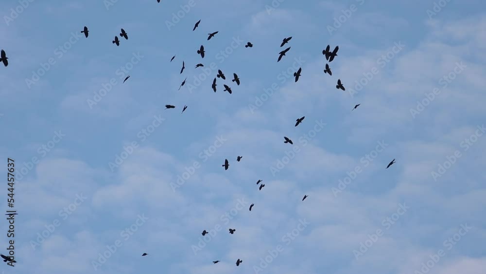 crows flying through the blue sky slow motion crows flying through the blue sky slow motion