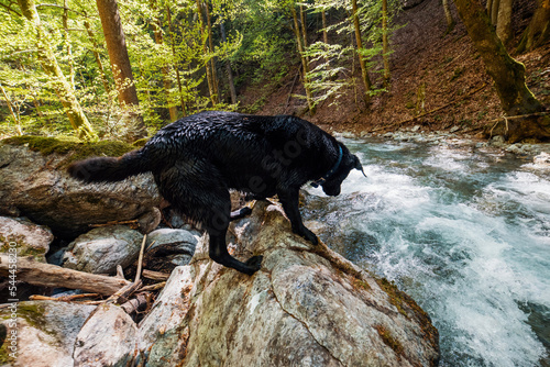 Black Labrador Retriever playing in the creek. River in the nature.