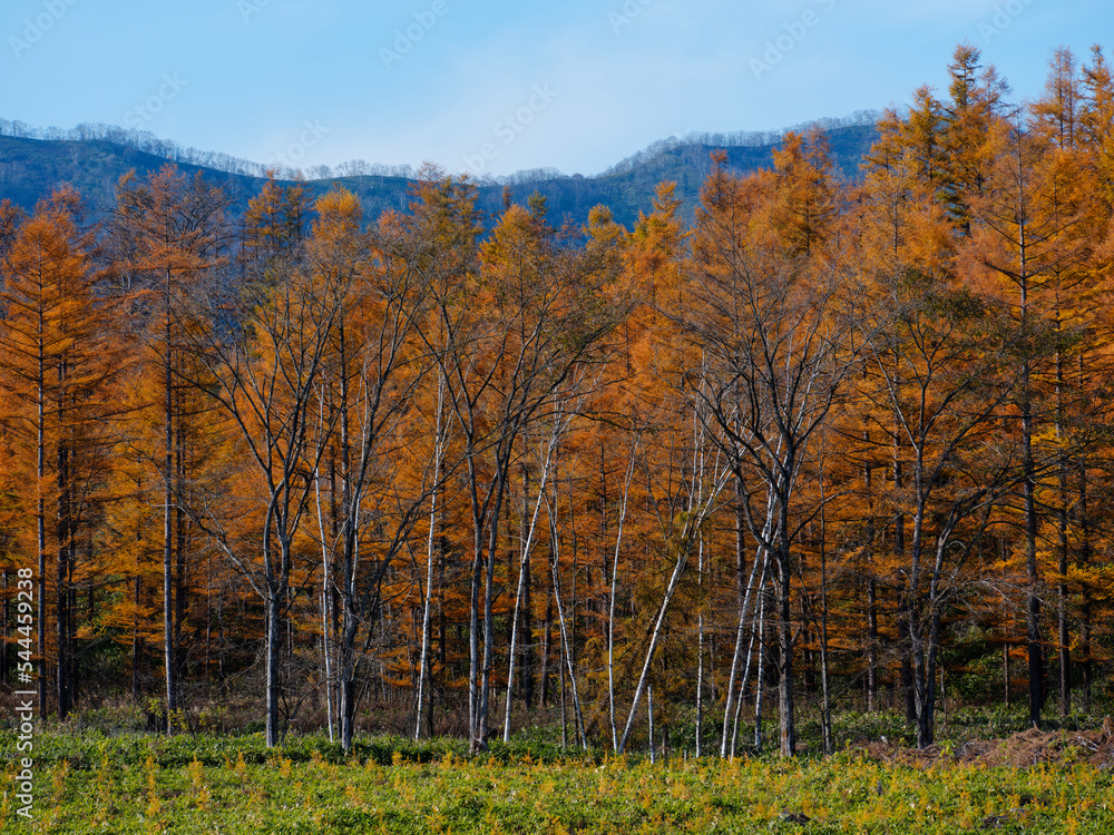 Fototapeta premium カラマツの森