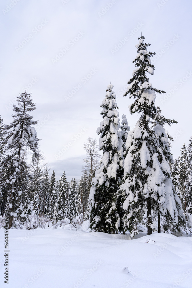 Tall Evergreen Trees Covered in Snow in Winter Tall Evergreen Trees Covered in Snow in Winter
