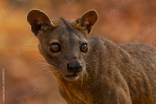 Fossa - Cryptoprocta ferox long-tailed mammal endemic to Madagascar, family Eupleridae, related to the Malagasy civet, the largest mammalian carnivore and top or apex predator on Madagascar photo