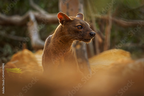 Fossa - Cryptoprocta ferox long-tailed mammal endemic to Madagascar, family Eupleridae, related to the Malagasy civet, the largest mammalian carnivore and top or apex predator on Madagascar photo