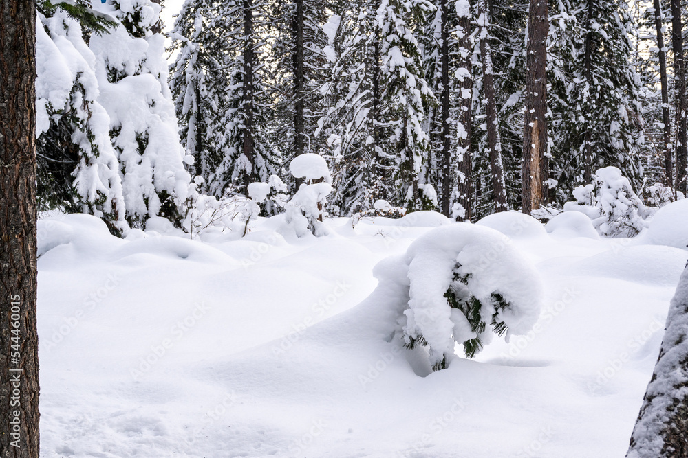 Short Pine Tree Covered in Heavy Snow in Forest in Winter Short Pine Tree Covered in Heavy Snow in Forest in Winter