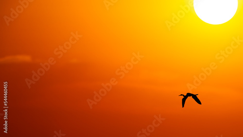 Sunset Bird Flying Inspiration Uplifting Spiritual Hope 16.9 Image © mexitographer