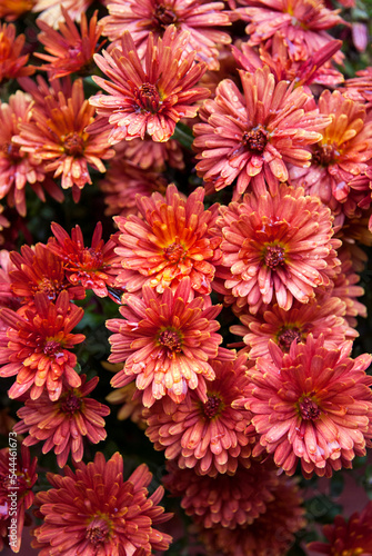 red terry chrysanthemums covered with raindrops