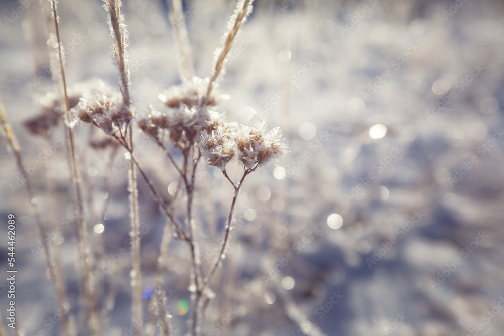 Frozen meadow