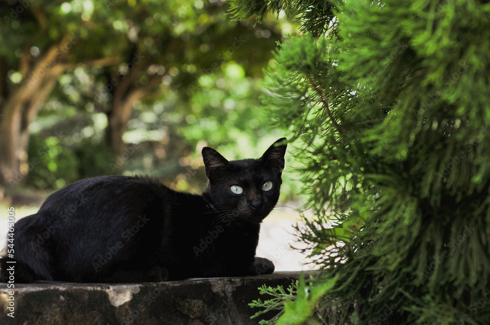 a black cat is sitting with light bokeh background