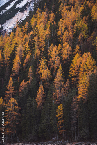 Fall Trees at Lago di Braies yellow coloured italy 2022
