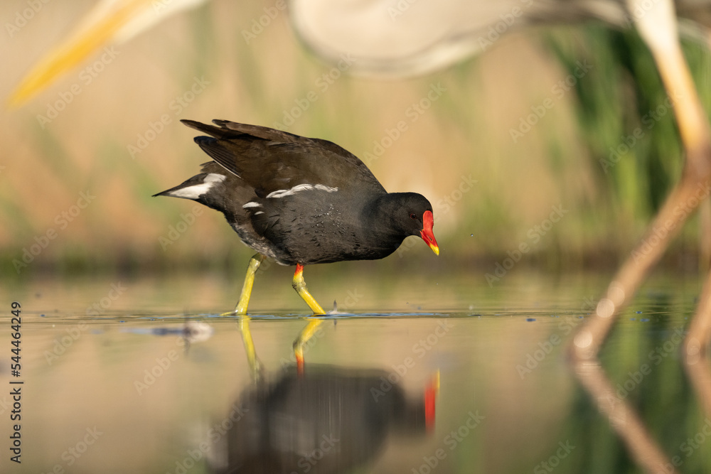 Common moorhen (Gallinula chloropus) Common moorhen (Gallinula chloropus)
