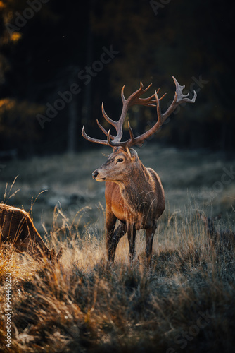 Print op canvas Wild red deer at sunset, beautiful landscape wildlife sunset