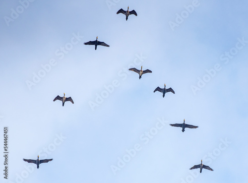 Cormorani in volo photo