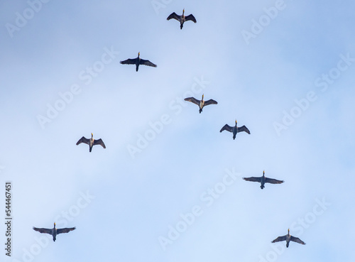 Cormorani in volo