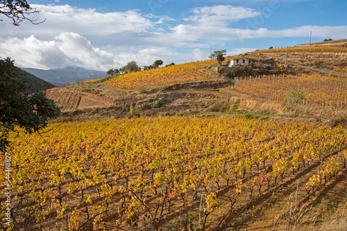 Vigneti in Sardegna, Cannonau e Nepente