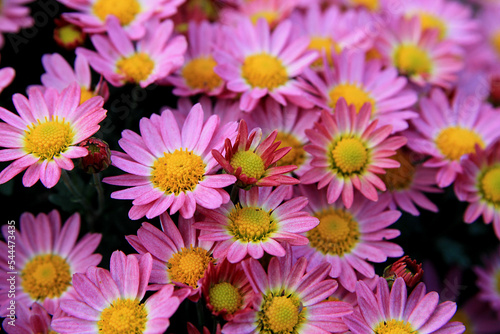 Asters in the garden. Pink flowers background image.Close up