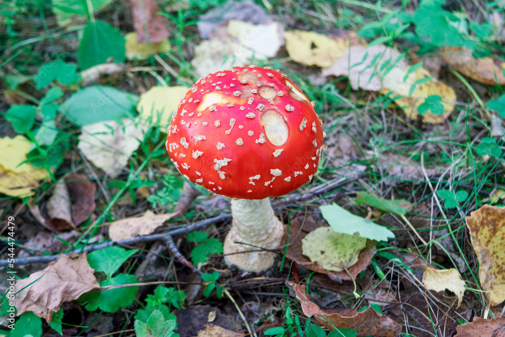 Red poisonous mushroom fly agaric in the forest. Amanita muscaria. Close-up. Red poisonous mushroom fly agaric in the forest. Amanita muscaria. Close-up.