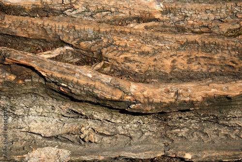 Close up view of a piece of an old weathered corkwood tree bark, high resolution texture photo